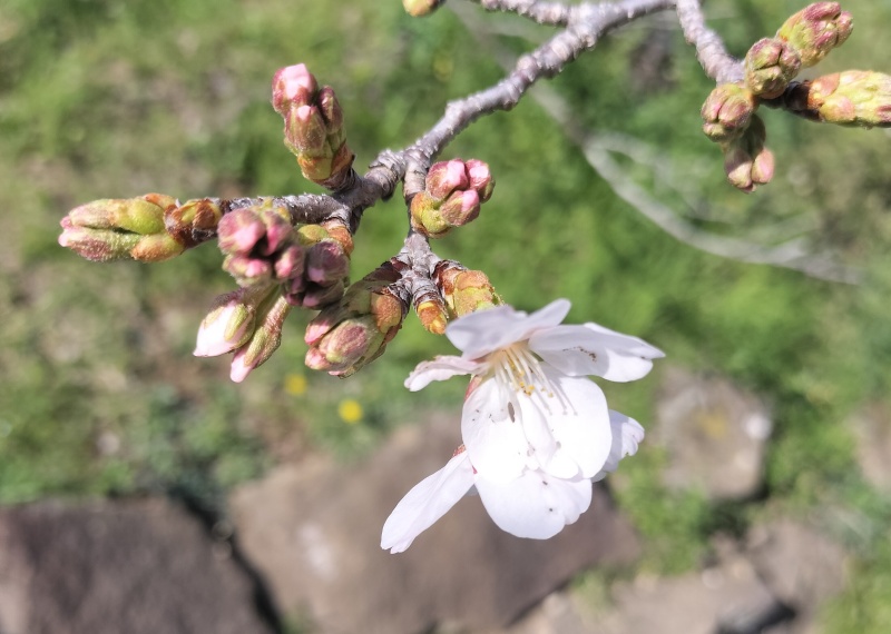 R6.3.30の飯能中央公園の桜の画像